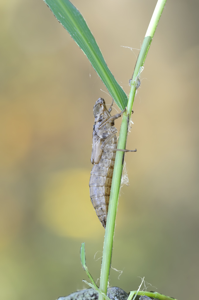 Esuvia da ID: probabile Aeshna cyanea